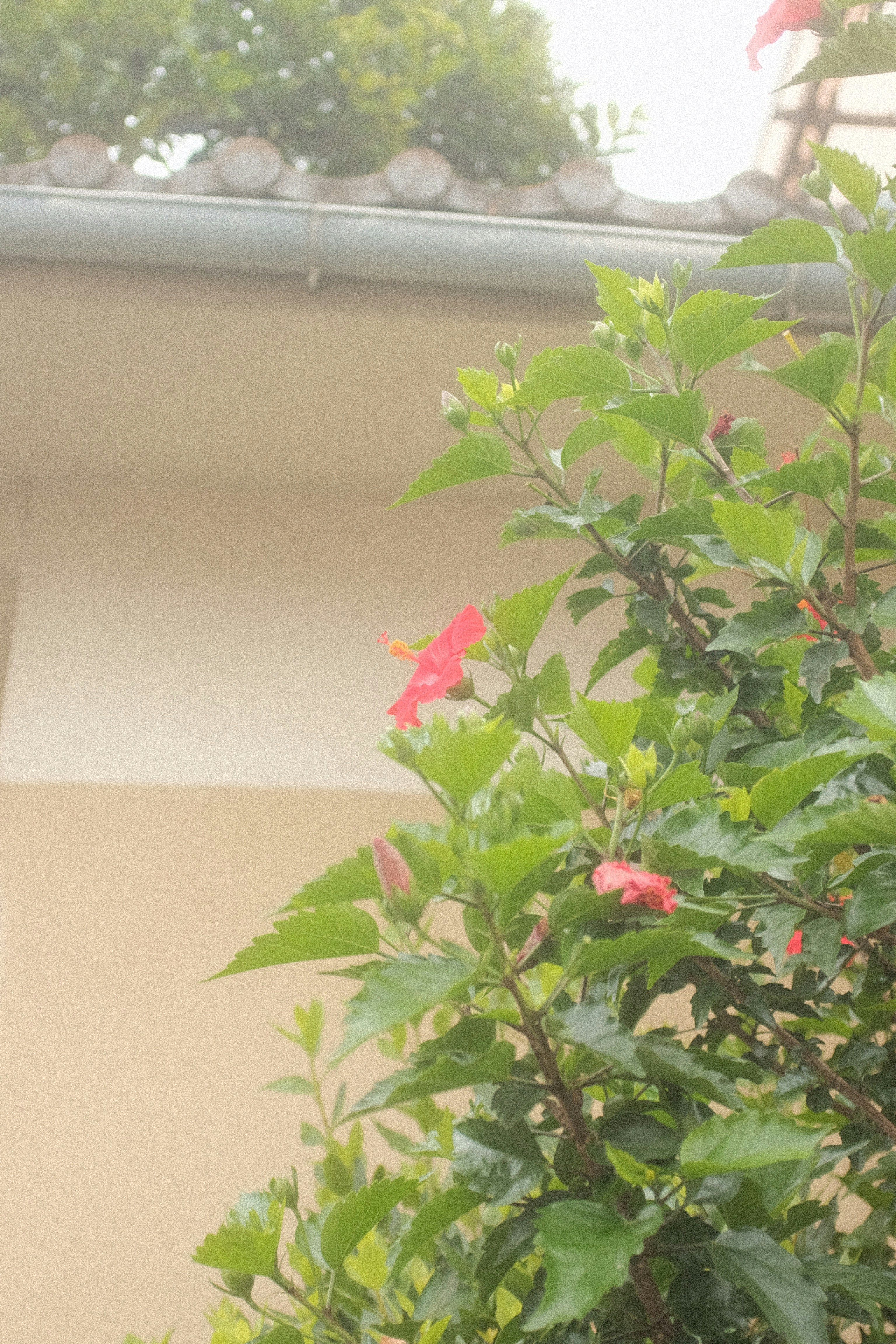 a bird perched on top of a tree next to a building